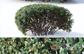 Cotoneaster lucidus # 9. Wide customizable hedge