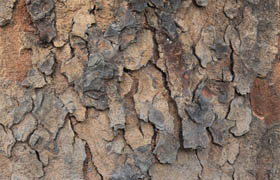 Tree Bark Textures 20 Set 1
