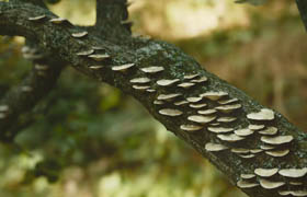 mantissa osa mushroom tree