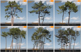 Turbosquid - Pines High Resolution