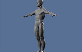 Freedom of Teach - Maya TrainingOrganic modelling - 1 Human Anatomy