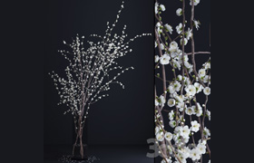 Prunus White Blossom