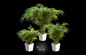 Palm tree in the pot - 3D Model