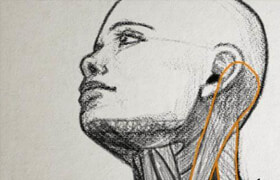 Digital Tutors - Drawing A Human Head