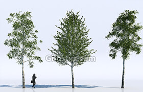 VizPeople - 3d Models Birch Trees