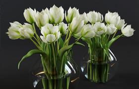 ​White and green tulips