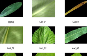 Dosch textures - Plants & Nature