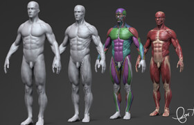 Gumroad - Ultimate Anatomy Tool Reference for Artists