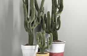 Set of Three Cactuses Carnegiea
