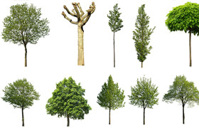 xoio - 10 free cutout trees