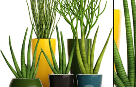 A collection of plants in pots. 58 Sansevieria