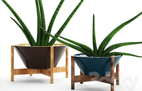 A collection of plants in pots. 64Sansevieria