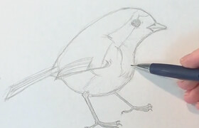 Udemy - Drawing Birds The Essential Guide - Geoffrey Jacobs