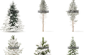 CGAxis - Winter Conifer Trees Collection Volume 98