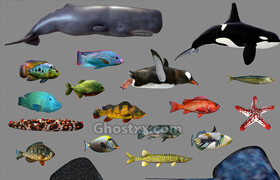 Cubebrush - Low poly Fish Collection Animated Pack 3 - 3dmodel