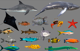 Cubebrush - Low poly Fish Collection Animated Pack 4