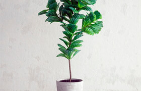 Ficus Lyrata - Interior Plant