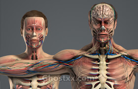 Turbosquid - plasticboy Male and Female Anatomy Complete Pack V05