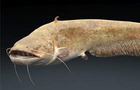 Turbosquid - Catfish Rigged