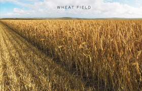 Turbosquid - Wheat Field (Triticum) 3D model