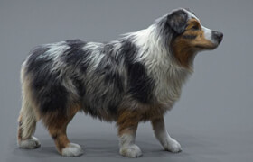 The Gnomon Workshop - Realistic Dog Grooming for Production with Xgen with Jordan Soler