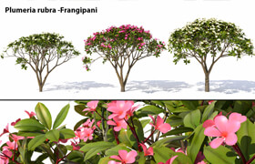 Plumeria rubra -Frangipani Tree