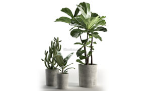Cgtrader - Cactus and Ficus in Pots 3D model