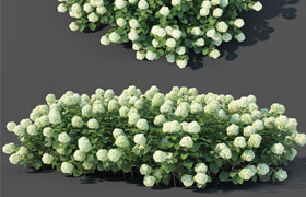 CgTrader - Hydrangea arborescens Nr2 - Customizable 3D model