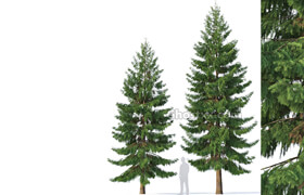CgTrader - Spruce Nr 5 Two sizes H8-10m Modular branches 3D model
