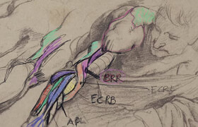 New Masters Academy - Human Anatomy for Artists 17 hours