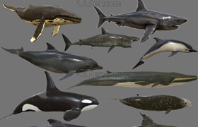 Cgtrader - Big Fish Collection Low poly - Animated VR  AR  low-poly 3d model
