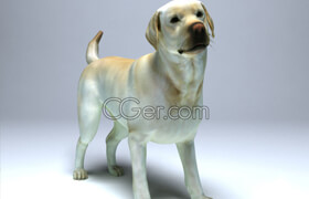 Cgtrader - Labrador Dog VR  AR  low-poly 3d model