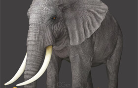 Elephant - 3D model