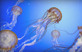 CGCookie - Blender Jellyfish Tutorial
