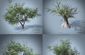 OliveTrees - 3dmodel