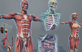3D ANATOMY OF THE HUMAN BODY