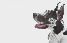 Craftsy - Pet Photography with Norah Levine