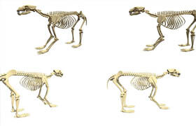 Sketchfab - Bear Skeleton
