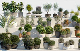 Globe Plants - Bundle 01 - Ornamental and Decorative Pot Plants - 3dmodel