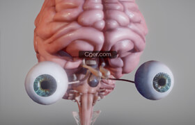 Sketchfab - Brain , Brain Stem and the Eyes - 3dmodel
