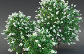 Ligustrum blossoming №2 (Biryuchina)