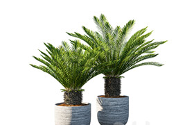 Cycas revoluta Palm Pot