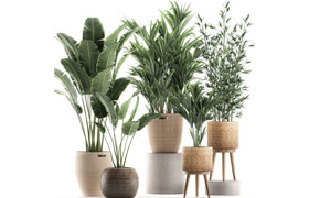Cgtrader - Plants in baskets for the interior 600 3D model