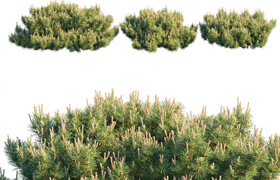 Dwarf Mugo Pine | Creeping pine