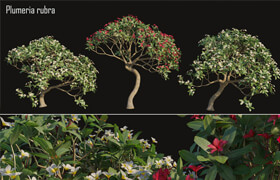 Plumeria rubra -Frangipani Tree-02