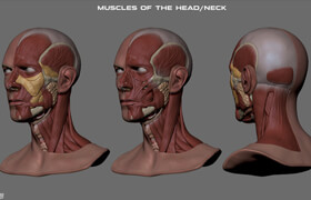 Flippednormals - David Bowie Face Anatomy - Ecorche - 3dmodel