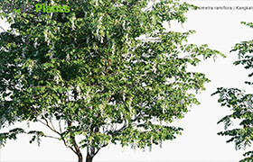 Globe Plants - Cynometra Ramiflora - 3dmodel