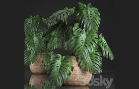 Plant Monstera in the basket 343