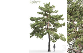 Pinus Sylvestris # 13 (12.4m)