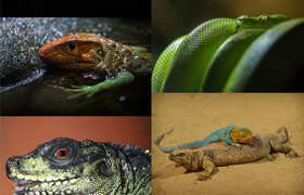Artstation - Satine Zillah - Amphibians & Reptiles - Photo Reference Pack For Artists 197 JPEGs - 参考照片